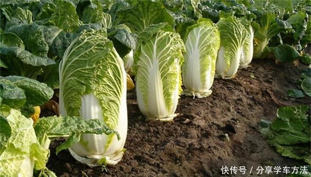 白菜太多吃不了聪明人都这样保存,不用放冰箱,三个月都不坏