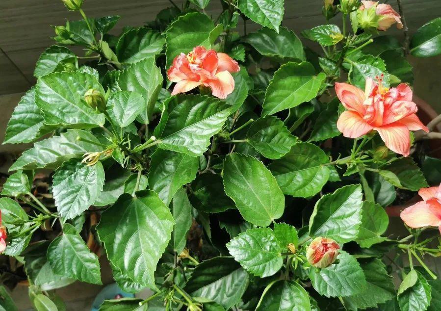 长寿花|9月后就养这些花,比绿萝好养,疯狂开花到明年!