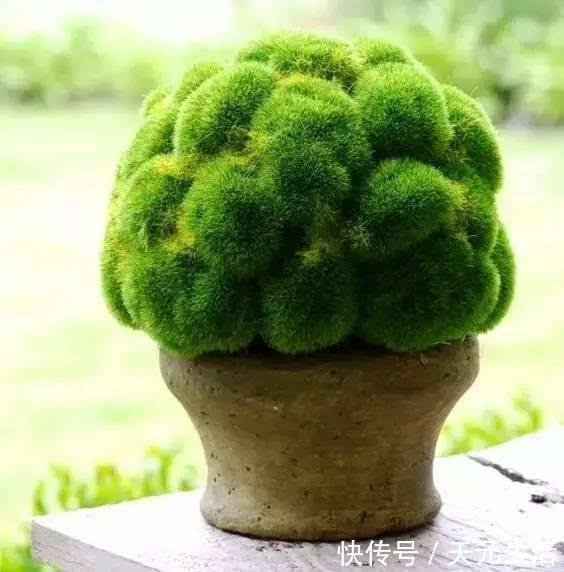 花友|花1分钟“挖青苔”,2周养成“微景观”,花友小盆景!