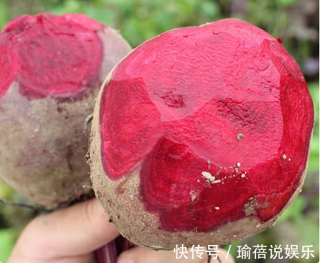 红菜根|这菜是“补血能手”,比阿胶都养人,刮脂瘦肚子,美白补水皮肤好