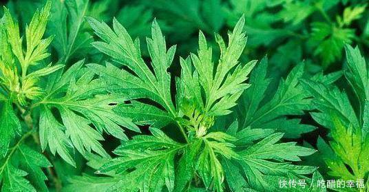正是|你知道吗?春季的艾草鲜嫩多汁,正是食用的最佳时期哦