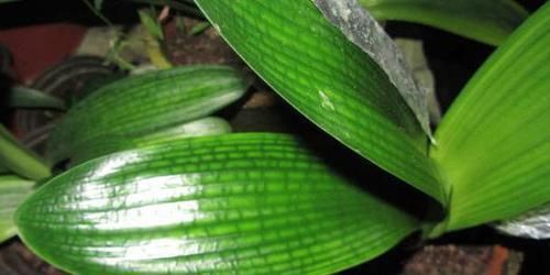 头次见用“它”浇君子兰,怪不得叶子又宽又绿,太实用了