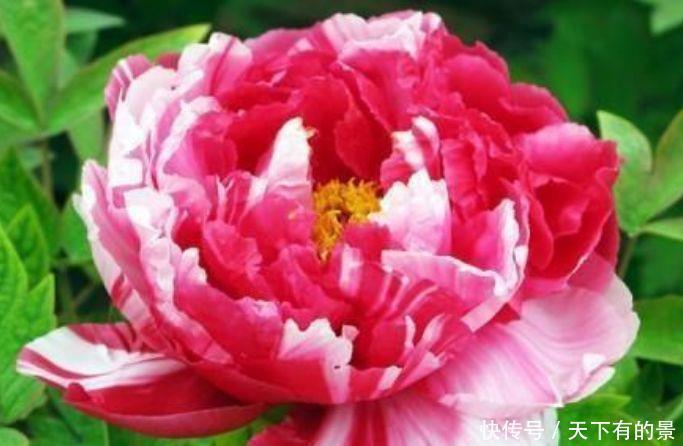 适合新手养的4种花,沾土就能活,开花漂亮,绚丽多彩
