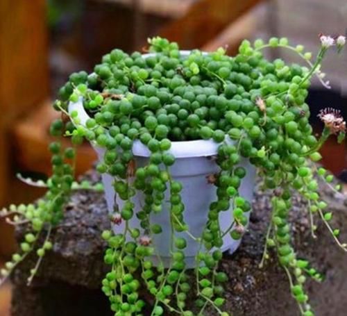 多肉总是长不好？试试这几种，皮实又好养，一盆变多盆