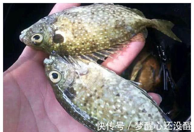 广东珠海泥猛泛滥!当地钓友反馈到处都是,一天能钓上百斤