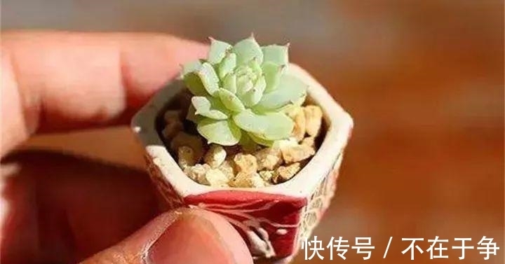 白美人|“拇指大”的花盆,被她塞了几十棵多肉,养一年都不是事!