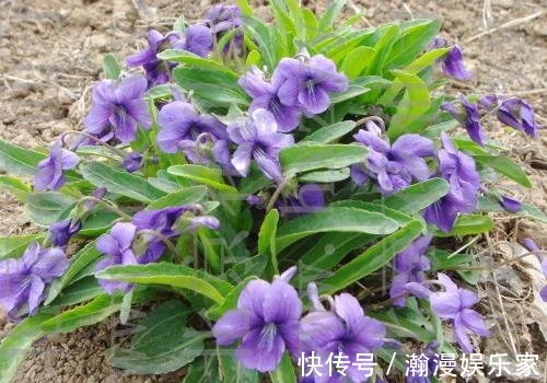 紫花|这花是神话里的美女变的，却在荒地里到处长，挖回家有大作用！