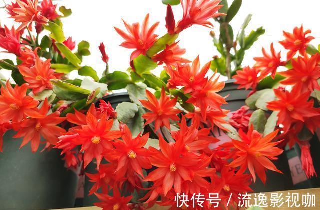 给蟹爪兰浇水很简单，一年四季分“两段”，根壮叶肥，开花满盆