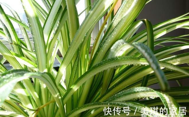 尼古丁|家里养这4种植物,被誉为“天然净化器”,“霸气”护宅