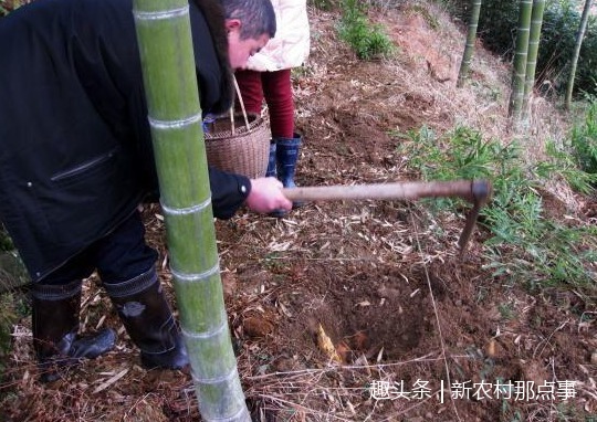 野菜|农村这种“长寿菜”，种一次每年都能吃，是一种非常好的野菜