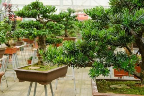 佛手|镇宅辟邪花，适合养家里，平安顺遂好兆头