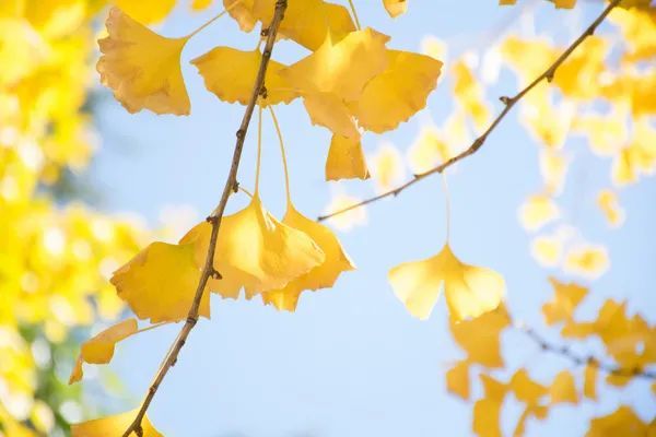 秋梨膏|中秋后,这“3白”必须端上桌!润燥通便又养肺,脾胃也一天天变好