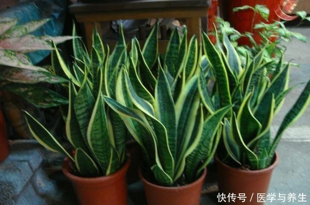 蛭石|栽植虎皮兰,土壤里加点“它”,叶片碧绿旺盛,一年长高30cm!
