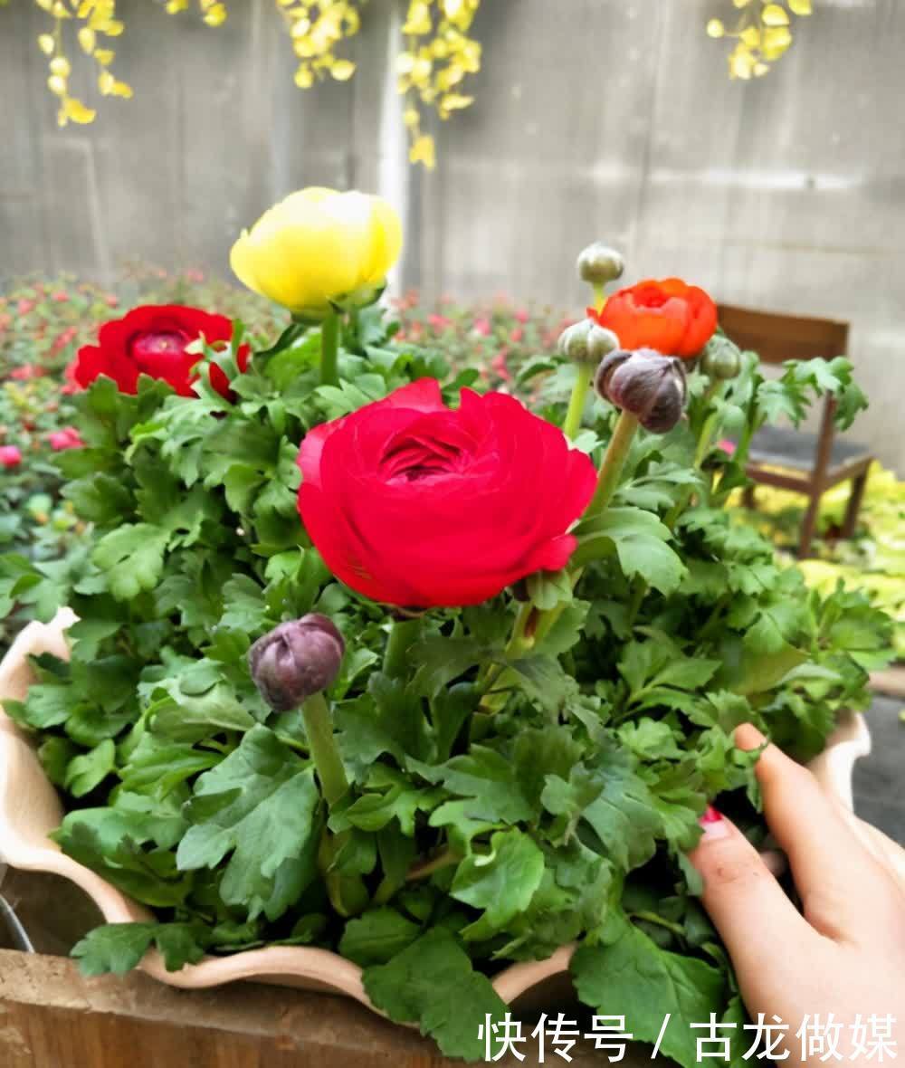 根系|养花要谨记,5种情况下,不能乱施肥,浇一盆枯萎一盆