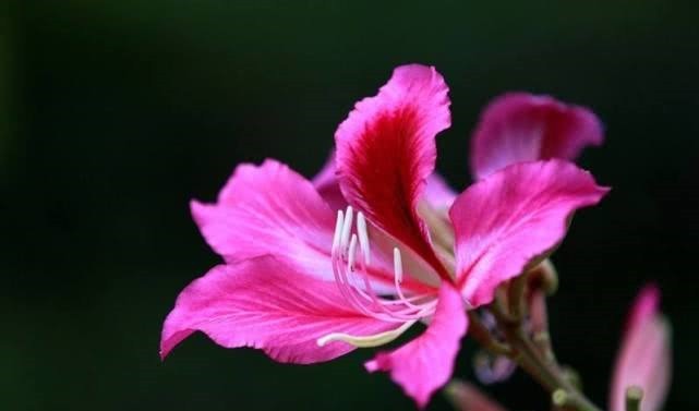 龙舌兰|植物的奇特“十二属相”某些植物也有自己对应的“属相”！