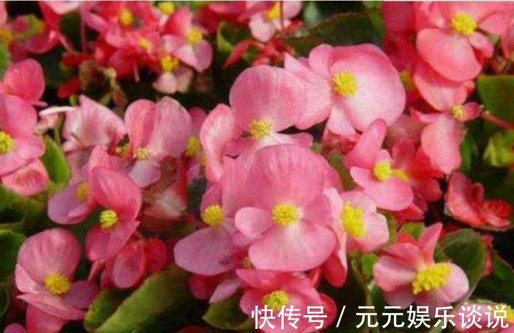 香太阳|4种漂亮花养家里,一年四季开花不断,惊艳如花球,美翻了