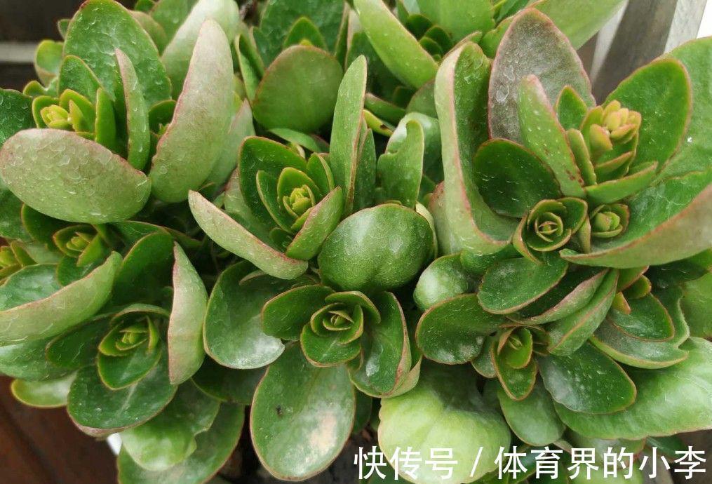 养长寿花,做好3件事,叶片油绿、花苞更多、开成惊艳的大花球