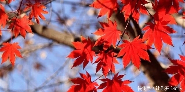 动人|绝美秋词:含蓄动人,意蕴无穷的相思枫叶丹