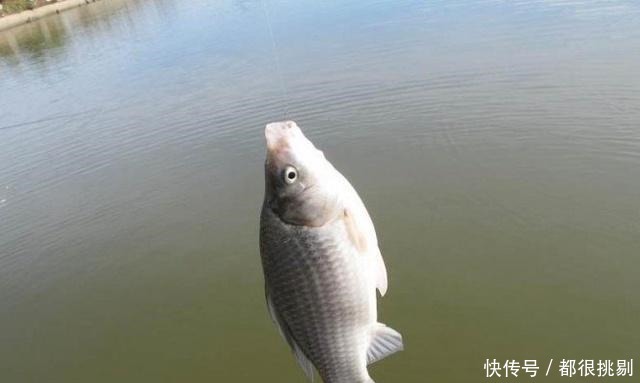 冬季这两种天气钓鱼,90%会空军,而这种天气钓鱼会爆护