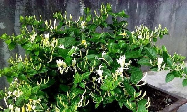 这“3种花”不仅好养、开花美,还能除螨去味,养上10盆都不够