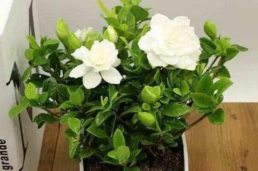 阿司匹林养花用作秋季扦插、日常盆栽,效果不逊色高价生根粉
