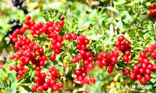 白刺果|人到中年,推荐4种食物,排除毒素,改善便秘,预防子宫早衰