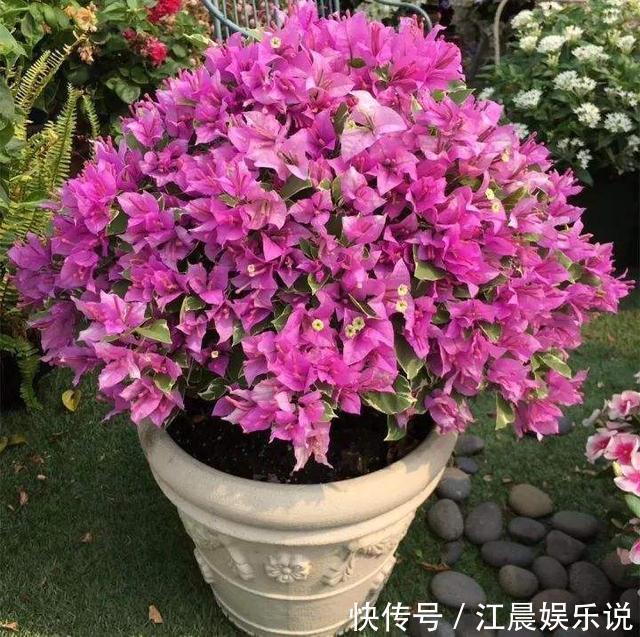 植株|养盆三角梅,简单一打理,花朵比叶子还密,一学就会!