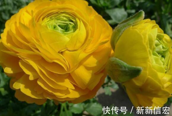 鲜艳|不如养这几款小花，比吊兰好养，花朵鲜艳迷人