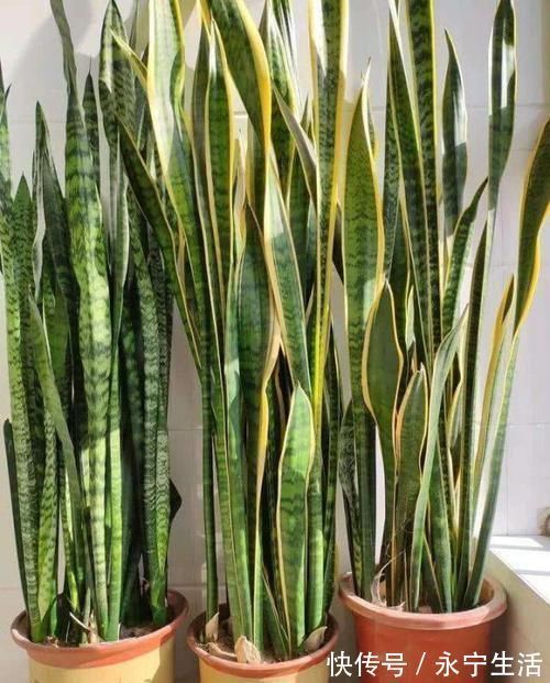 植株|卧室、客厅必养的5种花,甲醛少、空气好,家人身体倍儿健康