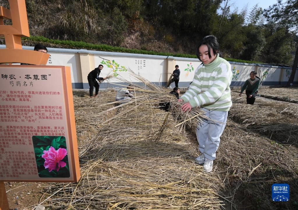 种植园|山村小学的中草药特色课