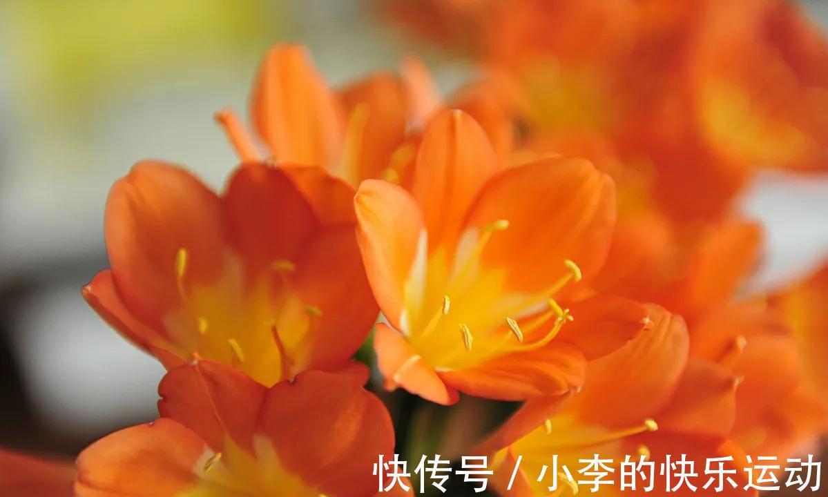 花葶|冬季君子兰“夹箭”，4点是关键，做好后让君子兰开花不难