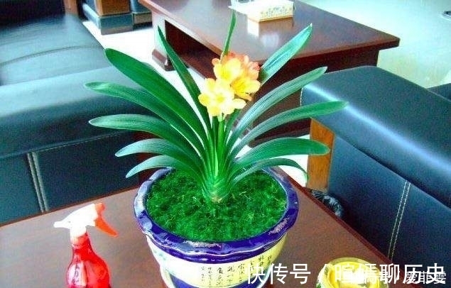 营养土|君子兰养了半年没变化,奶奶隔两天浇一勺“它”,开花爆盆