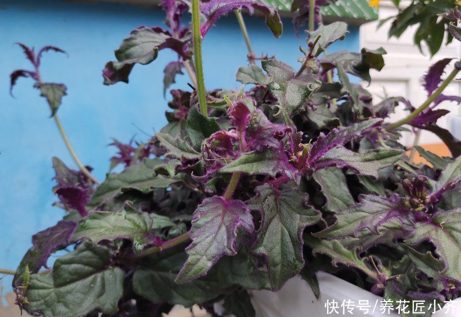 花土别再乱买了!搞不清养花环境,再好的土也烂根,自己配制最好