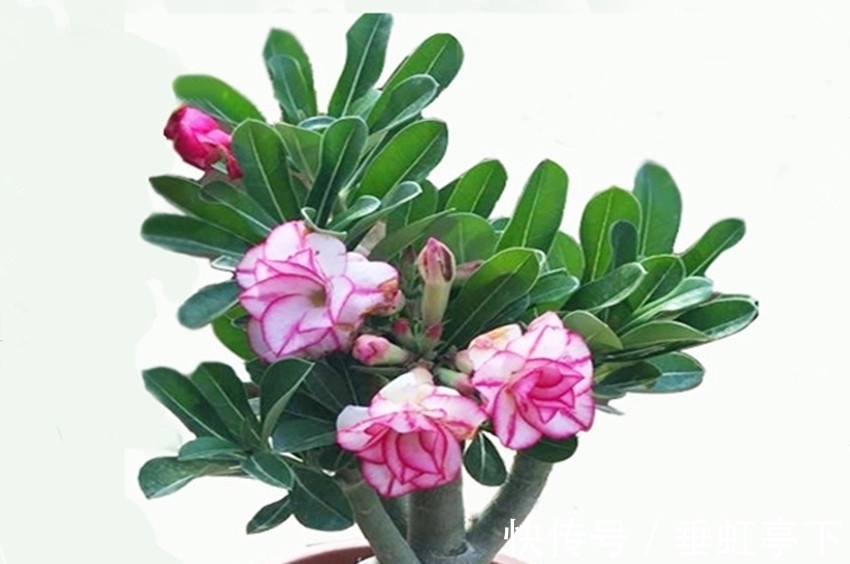 养花就养它,灿烂似锦,四季花开,开花满枝头,谁都能养好