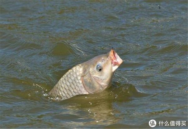 鱼不开口的3大原因，钓鱼时最好能避开，助你有个好渔获