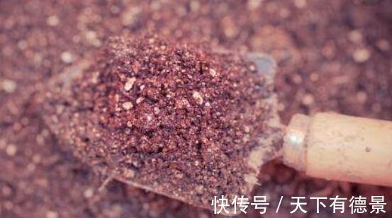 火山岩|新手了解做盆景，三种阶段土，三种阶段，养护盆景更合理