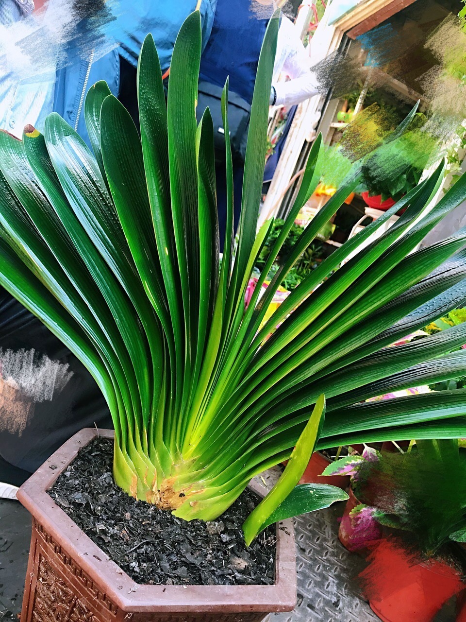 秋天准备“抗冻肥”,给君子兰、蟹爪兰“喂上”,长得旺、开花多