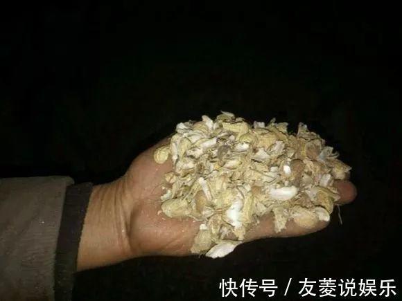 土壤|4种垃圾不会分类别担心,埋在花盆底,叶子绿得直滴油!