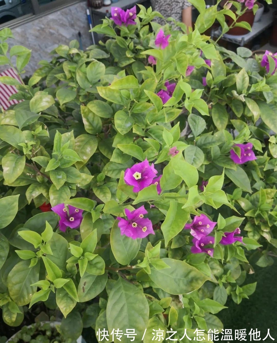 花苞|养的花一直不开花,主要是这6点做好,赶紧学起来