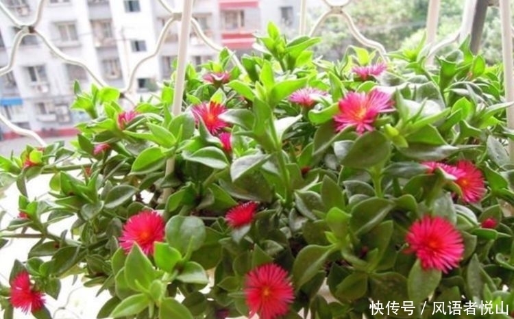 对待新手超友好的几款花草，花开媲美玫瑰，花朵姿态万千