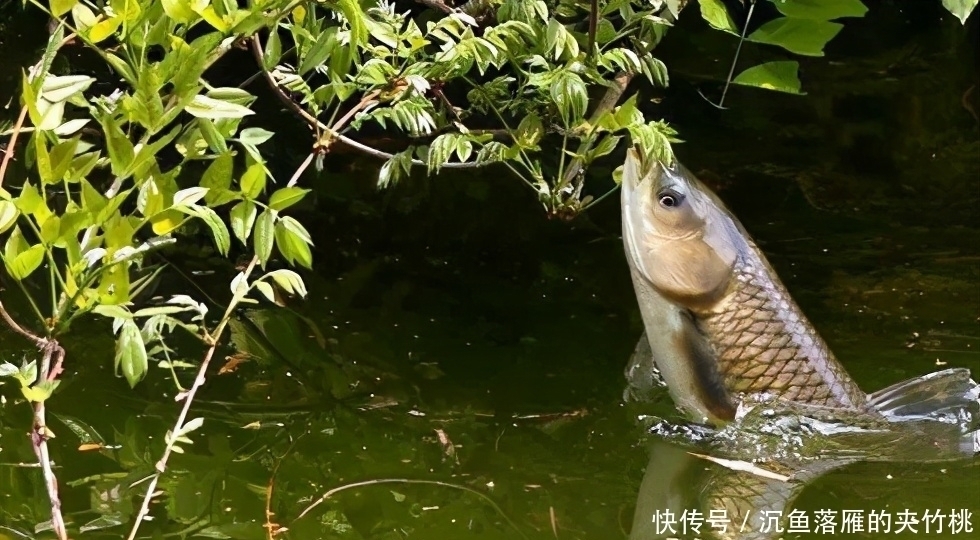 大鱼|常见却很有用的钓鱼方法技巧,学会让你成为钓鱼高手——盛世三渔