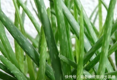 不小心将“芦荟”叶子掰断了,把它放在水里,结果这样了……