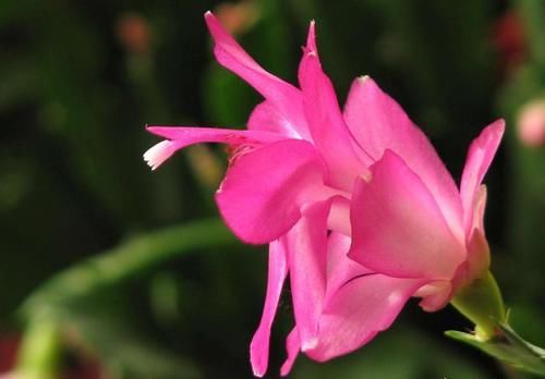 蟹爪兰长出新叶是红的，为什么？