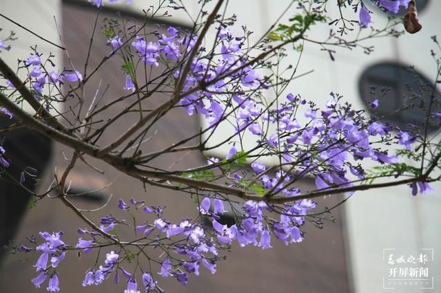 保山花路：光影交错中透出的一条蓝色花海