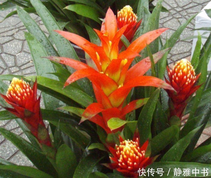 阳台上|名字带“财气”的4种花卉,有钱人养家里都养一盆,寓意财源滚滚