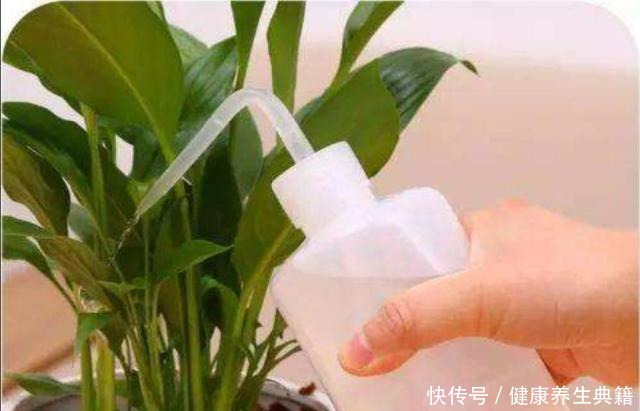 家庭养花，经常用1种水，不黄叶，开花美艳！