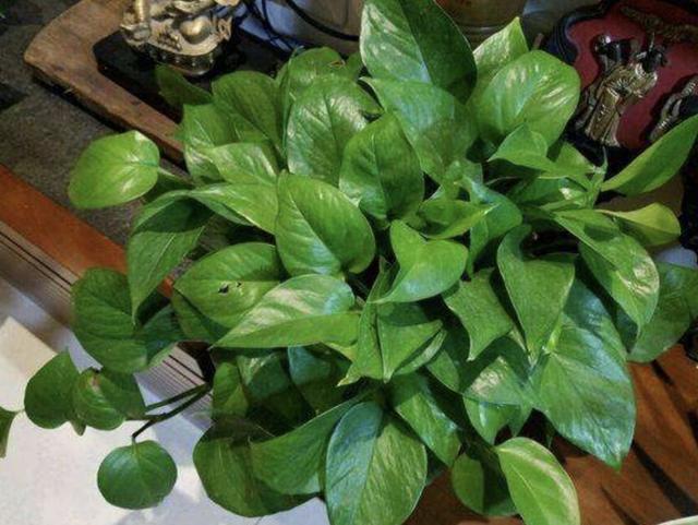 在家里养“绿萝”,3个“技巧”学好,6个月窜到1米长,繁殖20盆