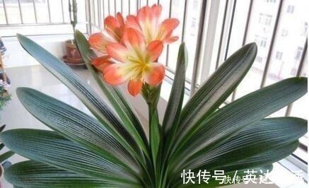 6种花,随便养一盆,空气清新“病菌”少!我就养6盆,对家人好!