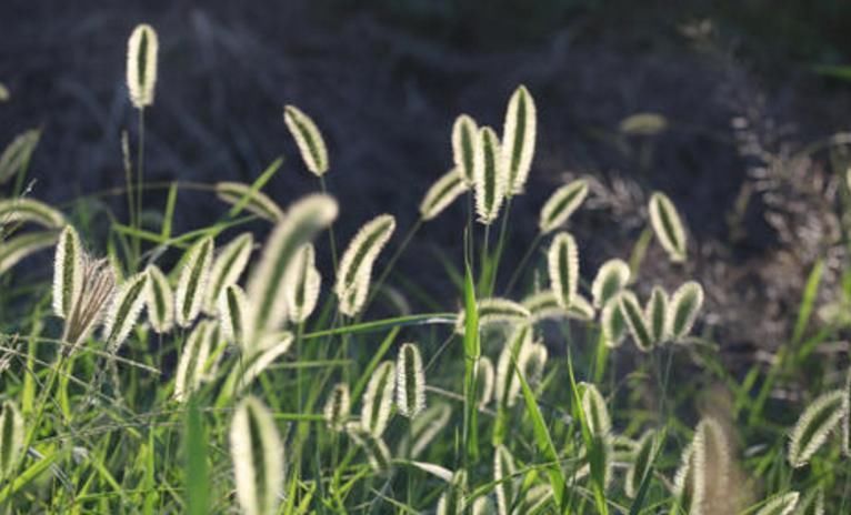 膝关节|农村遍地都是的“狗尾巴草”,治腿疼有奇效,积液少了腿疼好了