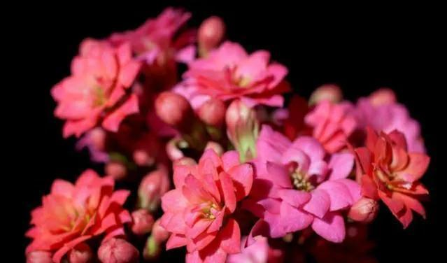 花开花|11月养长寿花很关键,做好4点,开花早而且又多又鲜艳